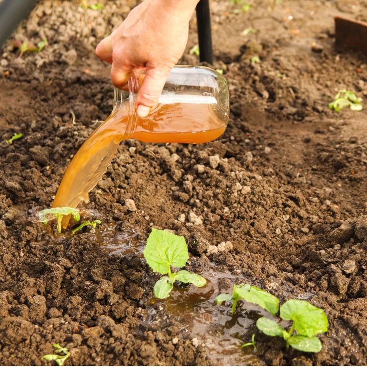 Liquid Bio Fertilizer