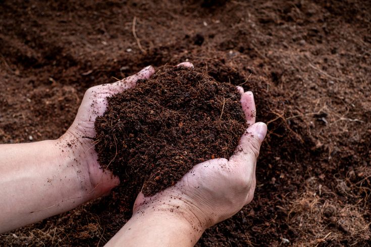 Cow Dung Powder