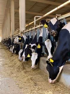 Healthy & Happy Cows