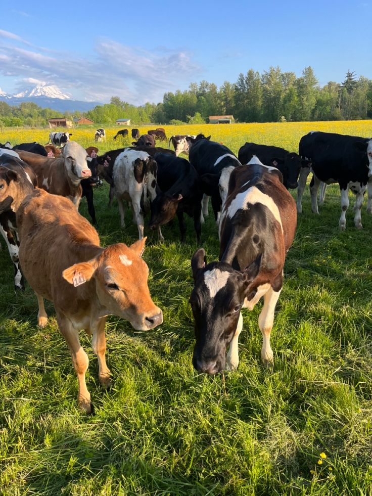 Natural Farming Practices