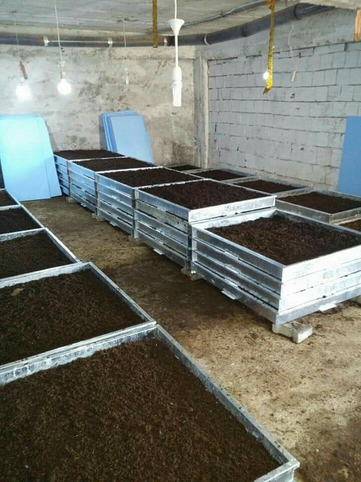 Vermicompost Production