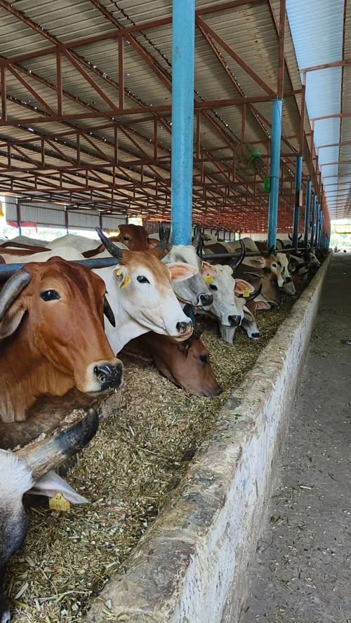 Our Cow Farm